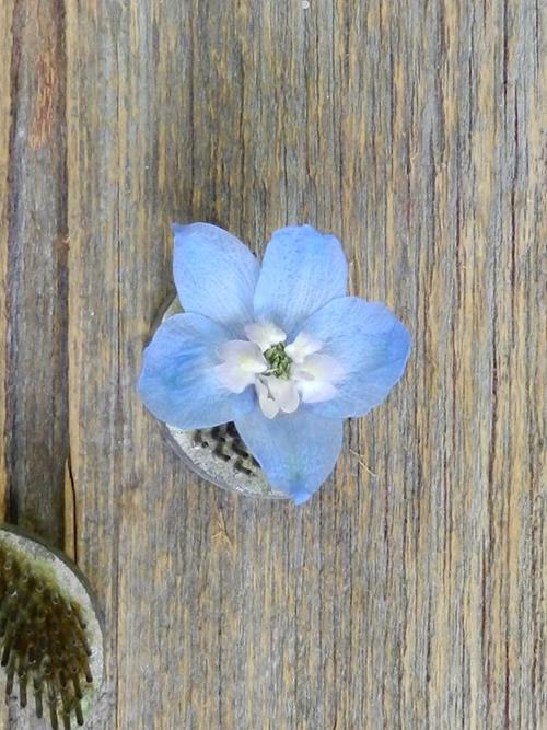 ROYAL  LIGHT BLUE DELPHINIUM